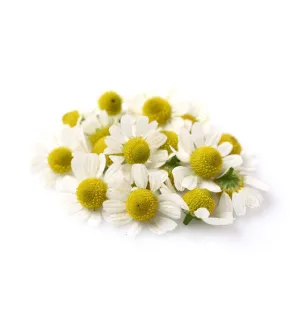 Natural Roman Chamomile Fragrance Oil